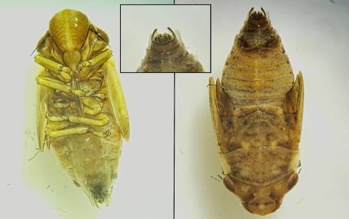 Aphrophora alni